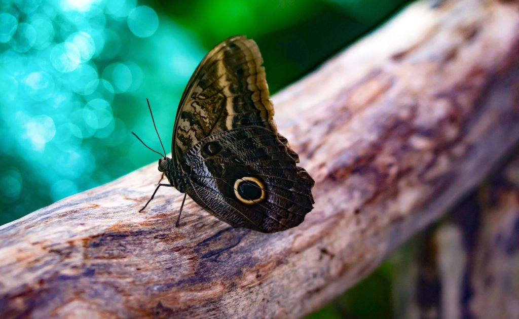 giant-owl-butterfly-1281905_1920