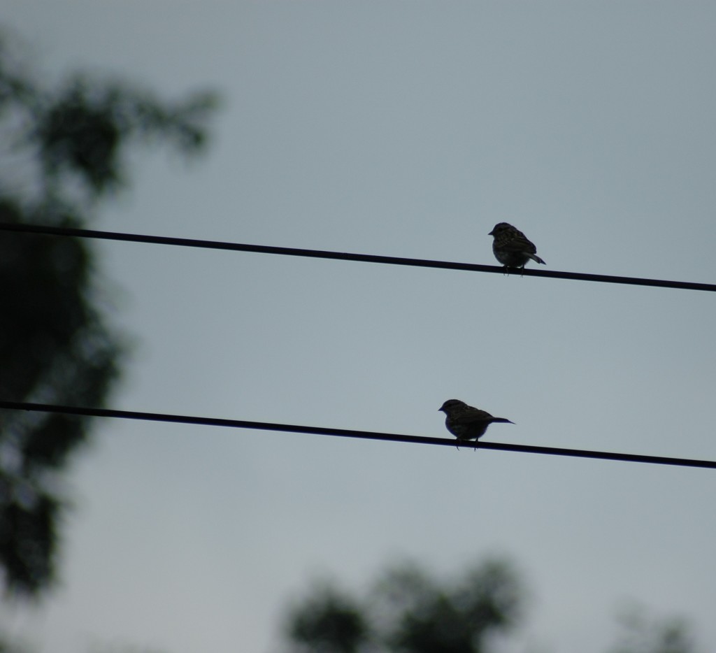 birds on a wire 2